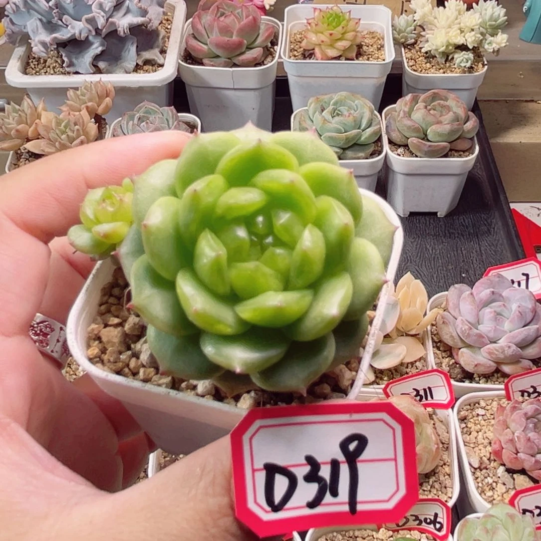 D319 一物一拍18包邮 灯泡