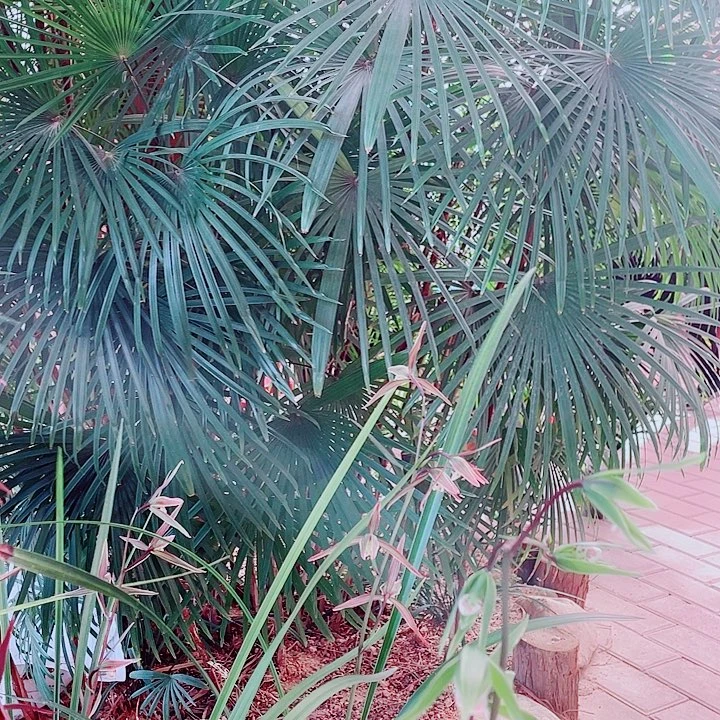 打***宇无花朵一物一漂亮开花