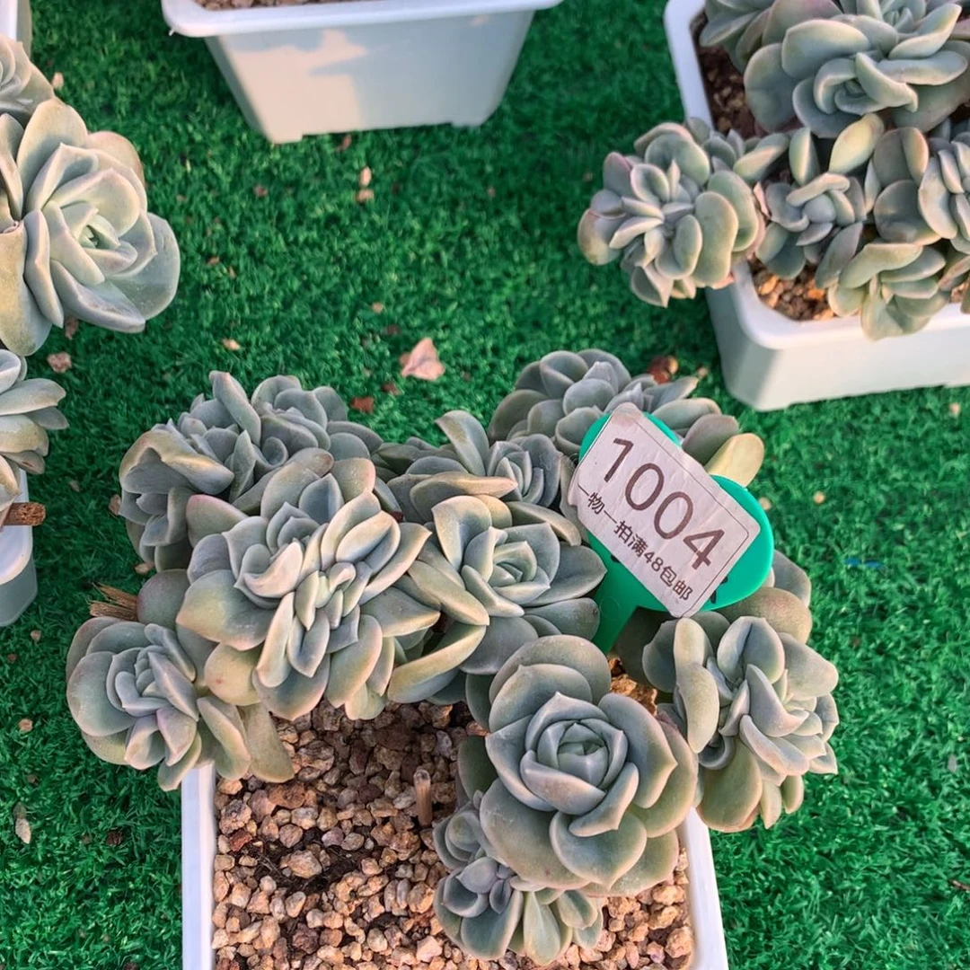 可爱玫瑰朵朵树一物一拍1004