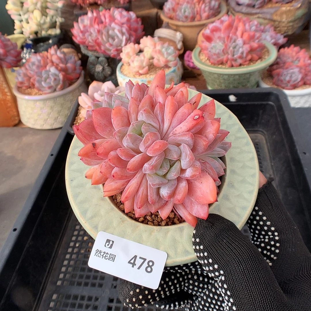 478雪天使多肉植物6666