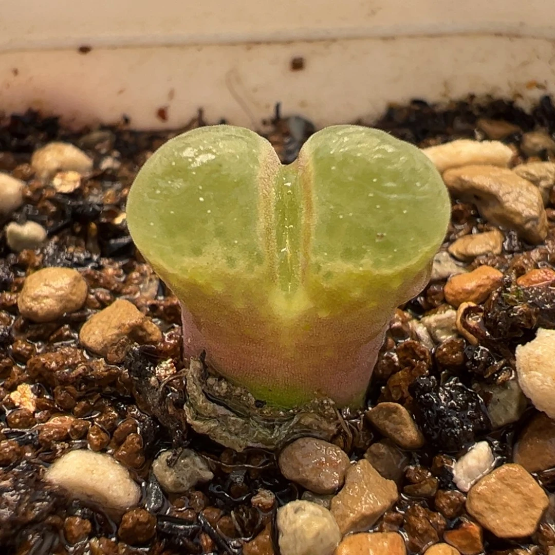054多肉植物种类多样