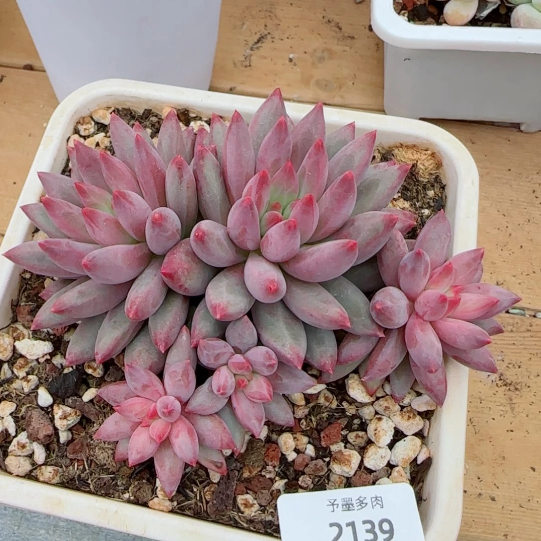 虞美人群，2139多肉植物