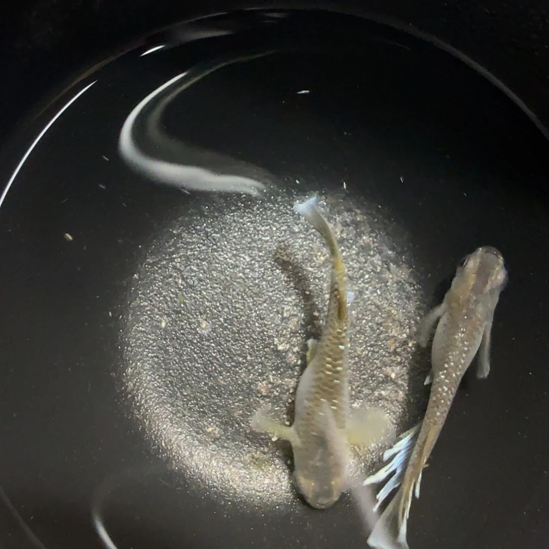 青鳉鱼025奶酪一对