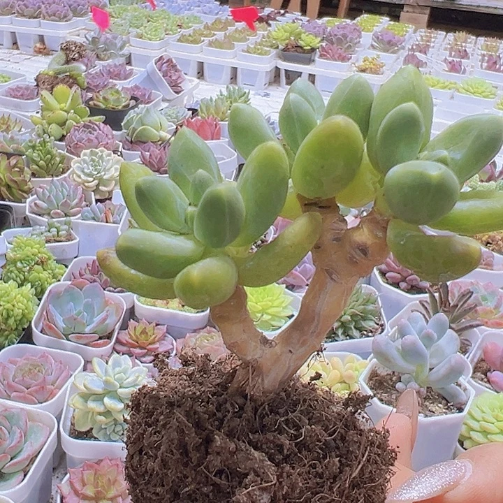老桩千代群19包邮