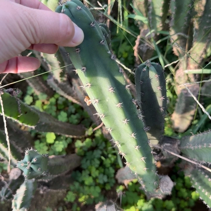 黑刺秀普无根侧25公分左右斑一个，20包邮