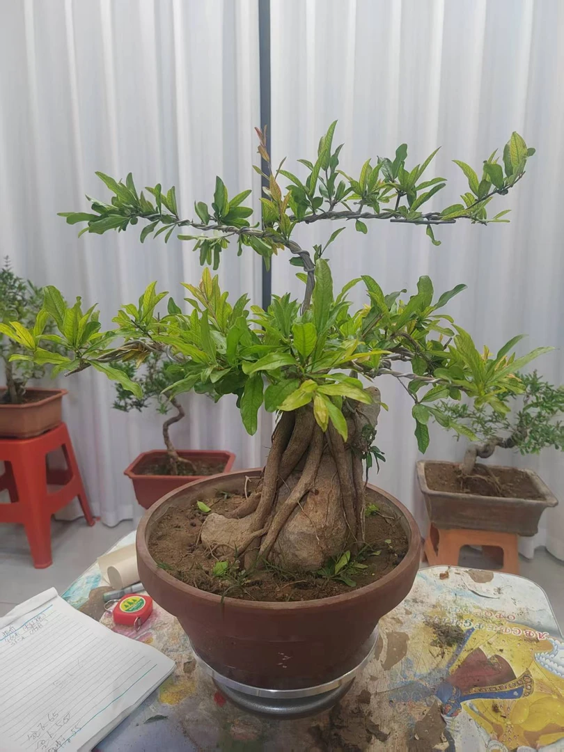 石榴盆景，海棠盆景