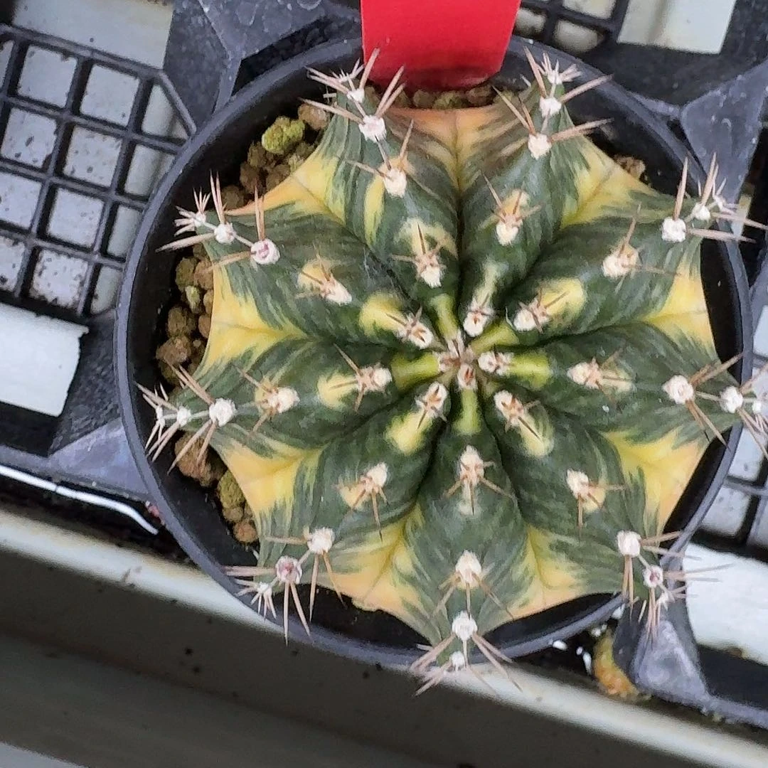 L530-1115广东发货 樱桃小丸子