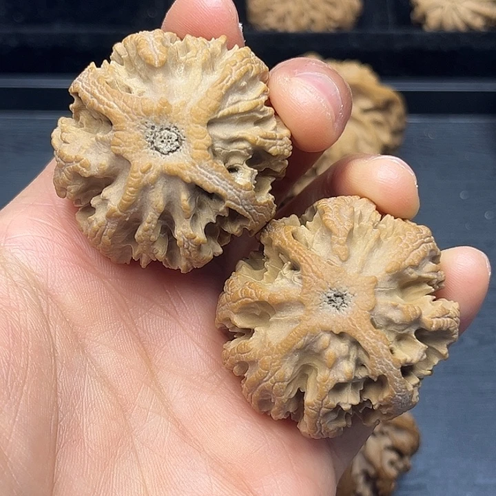 用***8核桃秦岭突突突突突突