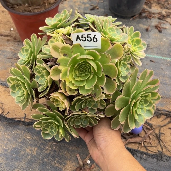 奶白微瑕多肉植物556.