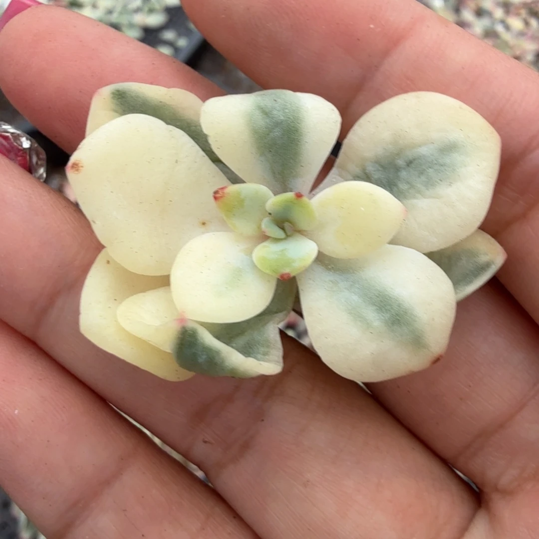 白月光锦腹轮锦一刻的锦