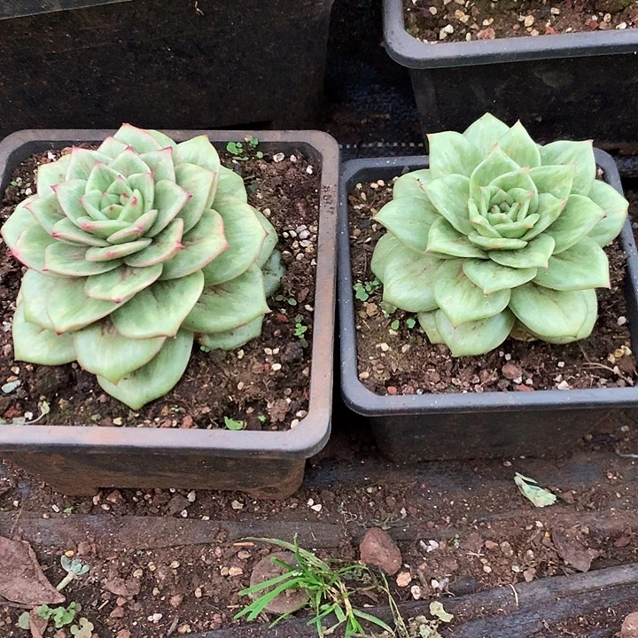 美肉特价活动开始啦