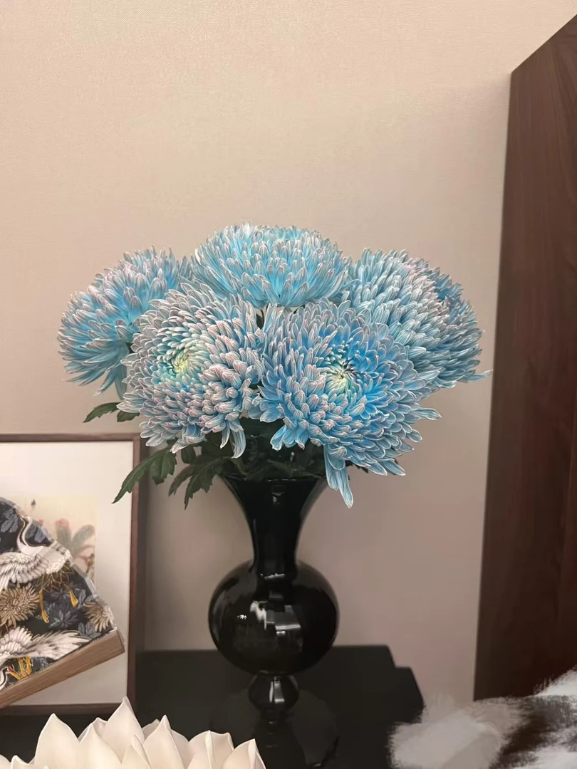 【牡丹菊/富贵牡丹球】云南产地直发 | 新鲜采摘