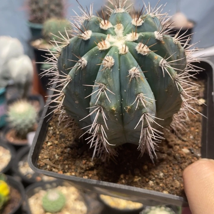 实生蓝云仙人球一颗