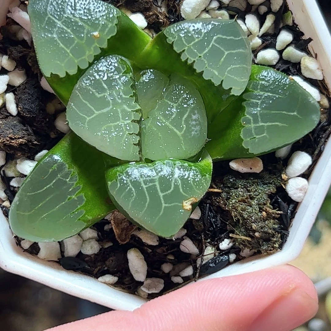 实生克特选十二卷多肉植物