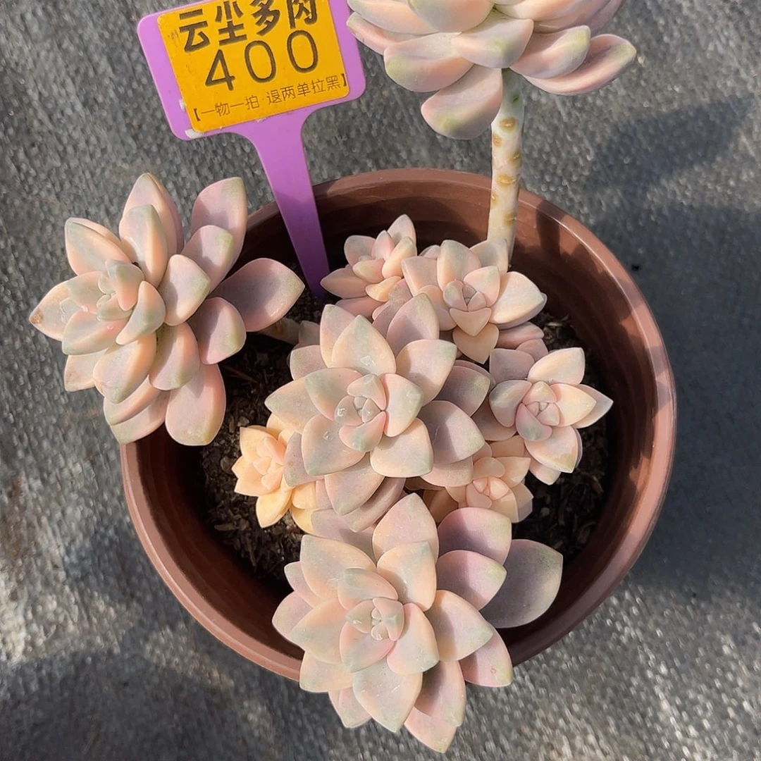 云尘多肉一物一拍 400,