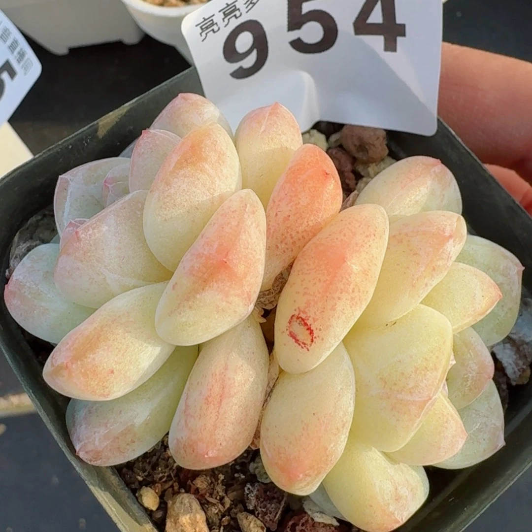 秒         精品多肉