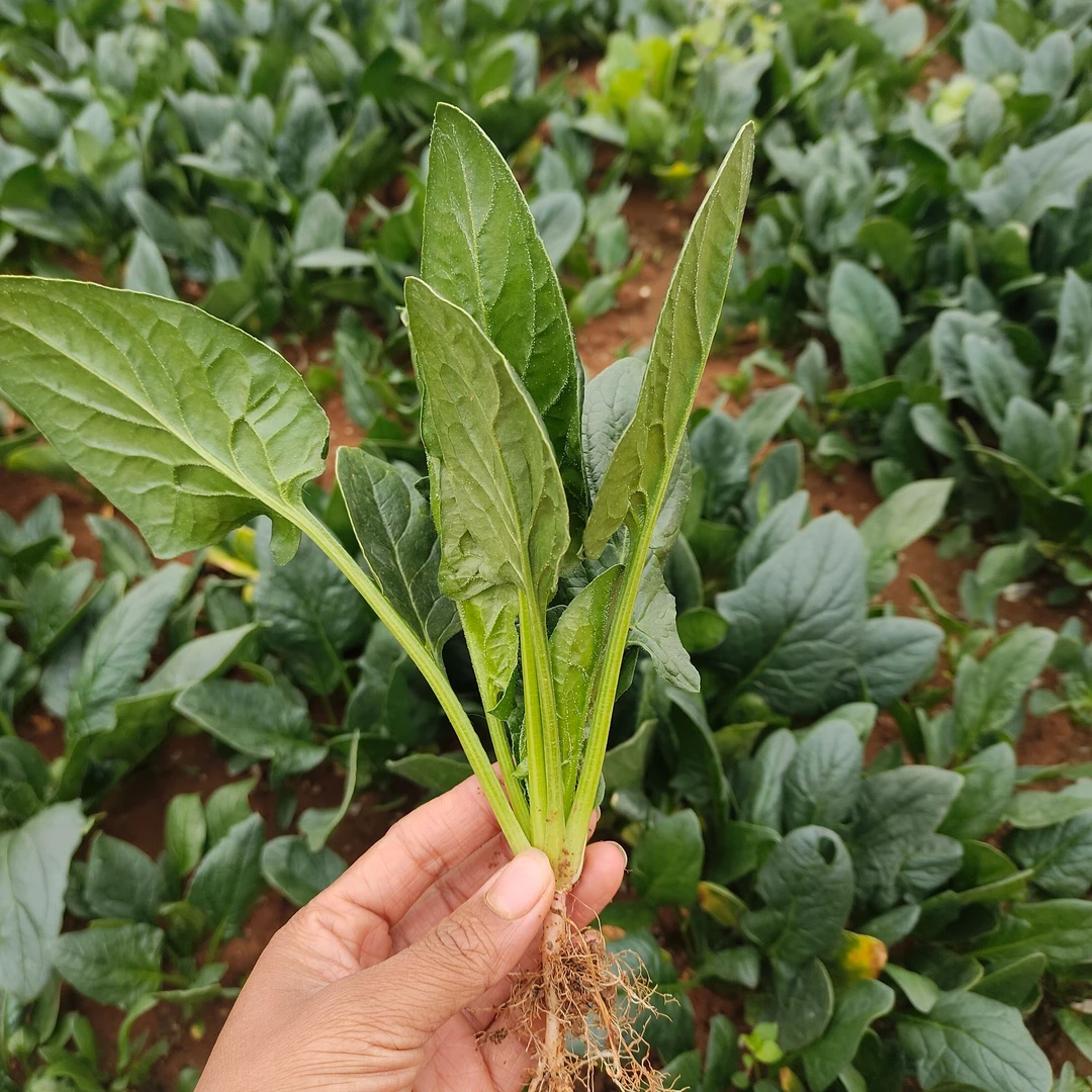 贵阳本地新鲜菠菜 农家露天自种 现扯现发