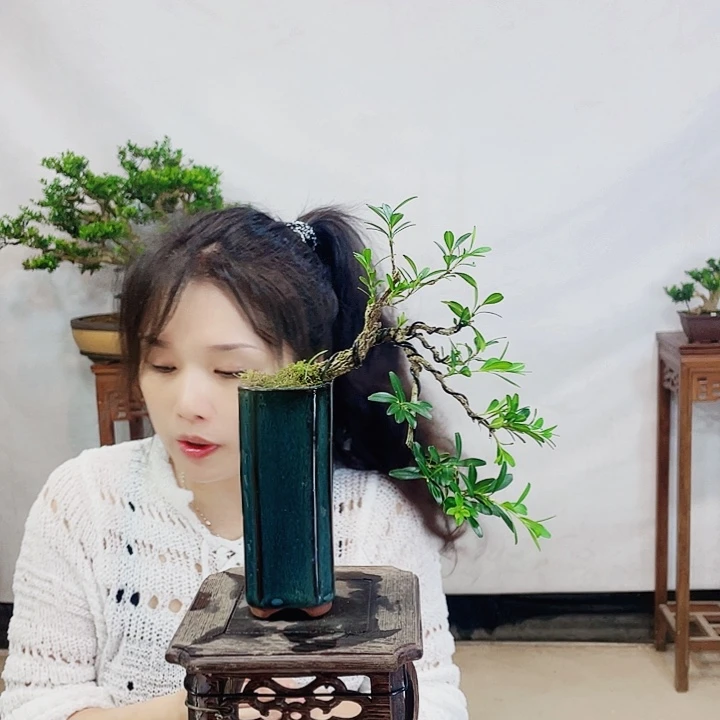 无花朵H****u皱皮雀舌黄杨盆景