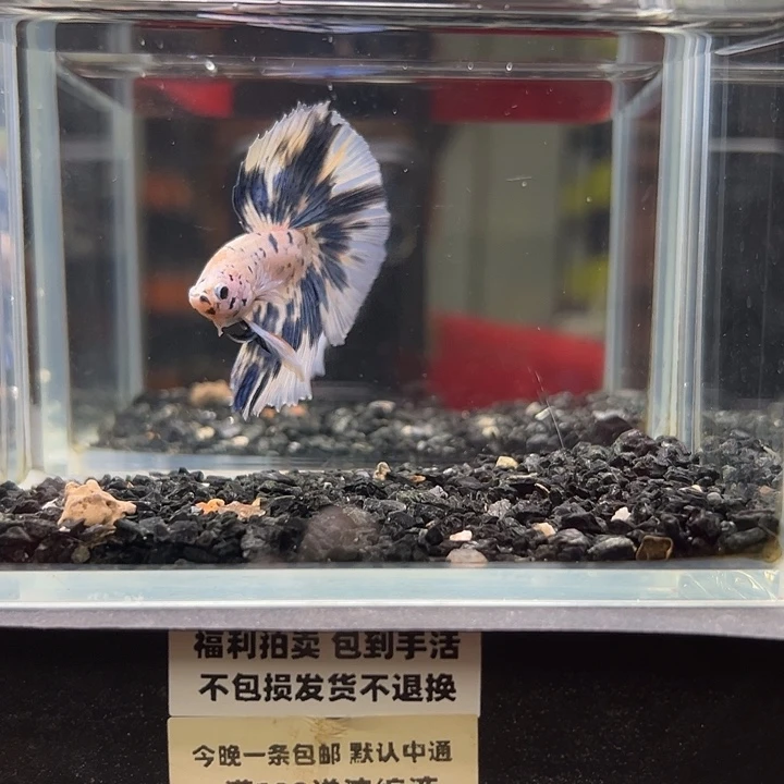 斗鱼竞拍跑单拉黑59