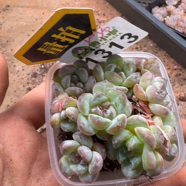 无花朵多肉植物多肉植物