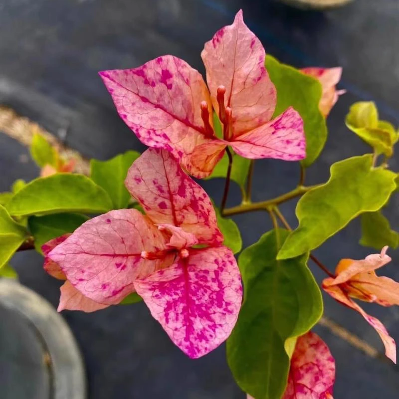 阿朱娜 大苗好养易开花花卉基地  【不带花发货】