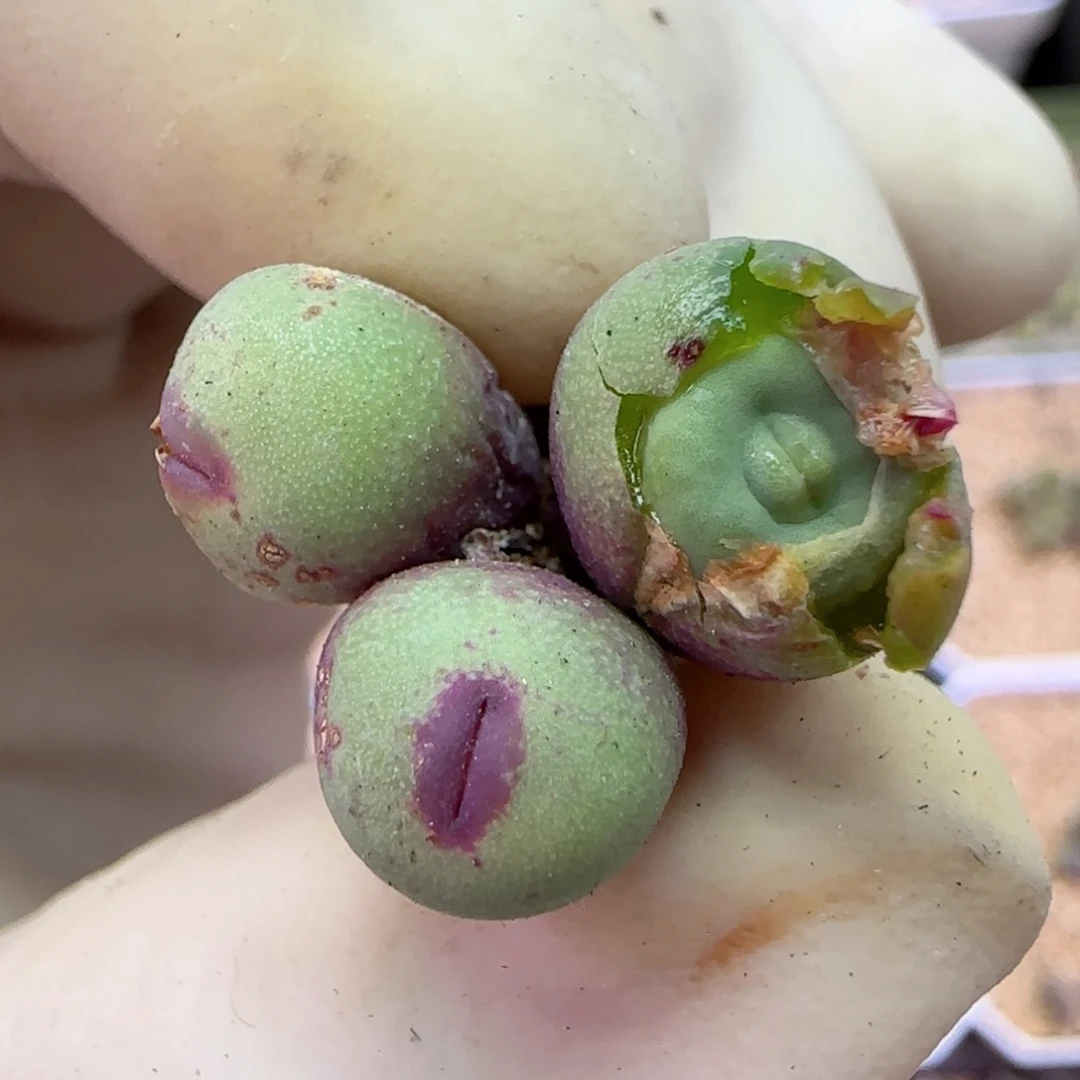 289园艺优选红嘴1380