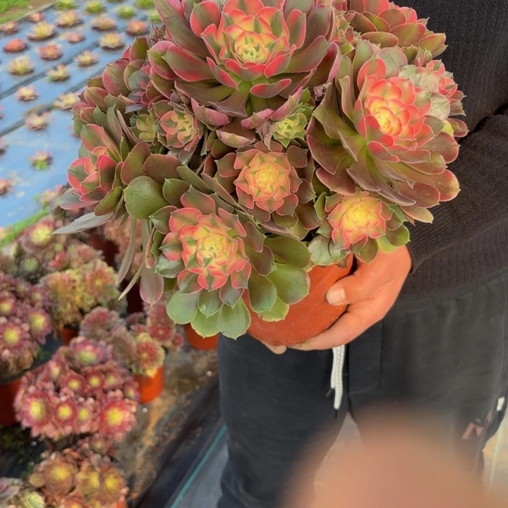 皆****瑞妈，，，。。。646香妃