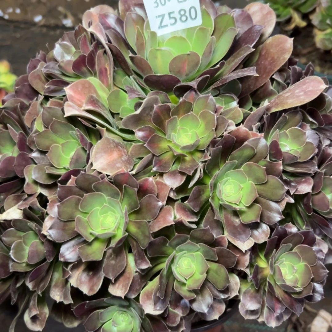 580女巫中斑多肉法师