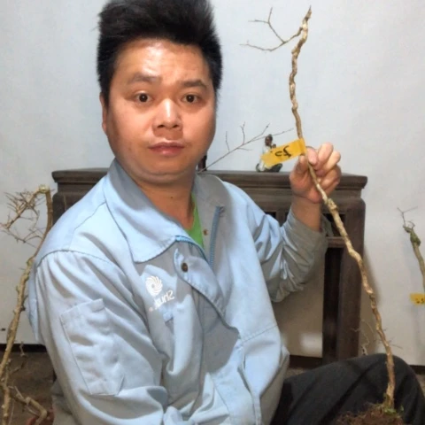 盆景素材盆栽花卉