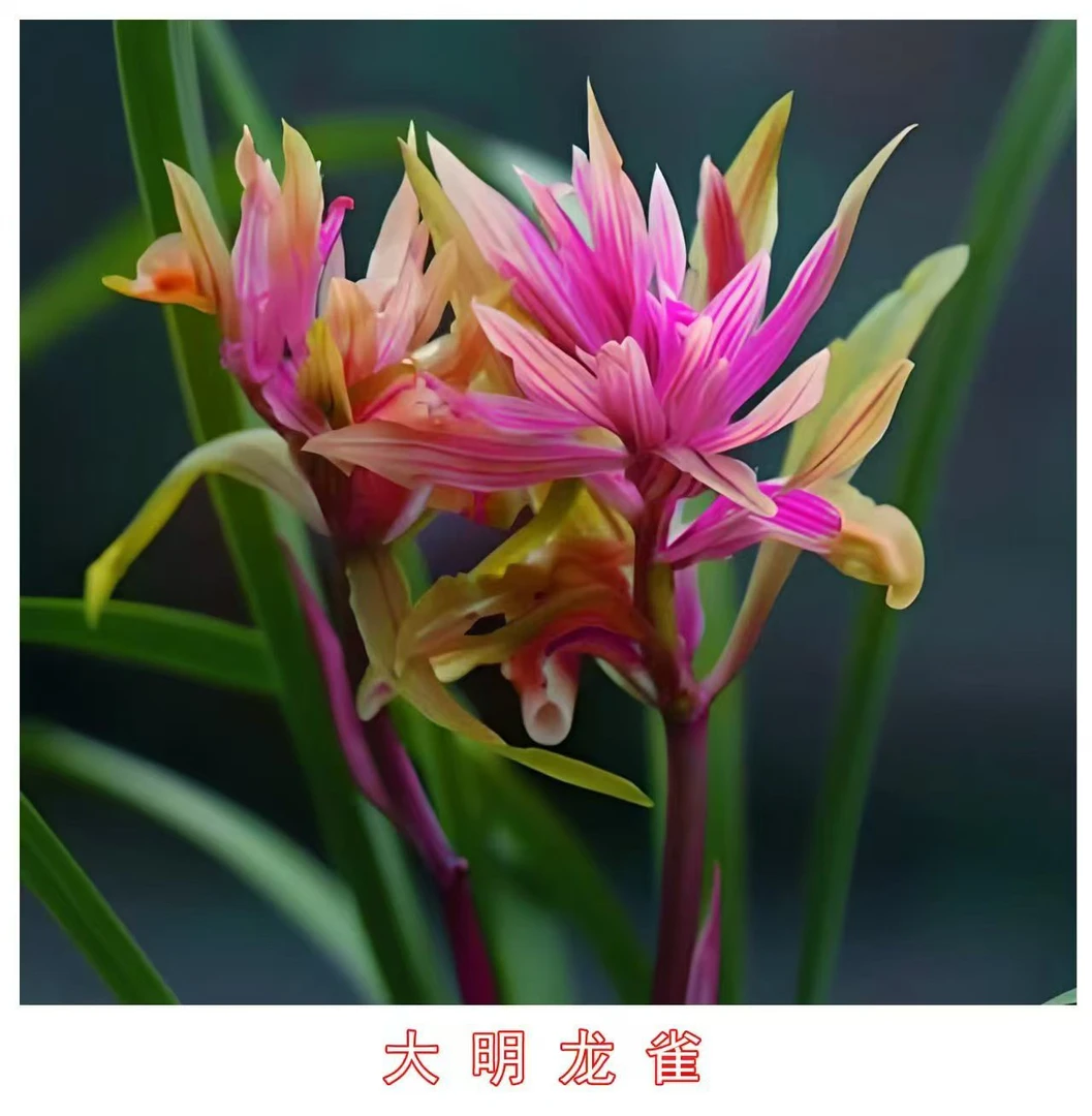 春剑艺（大明龙雀）4苗草特壮苗 脱盆裸根发货