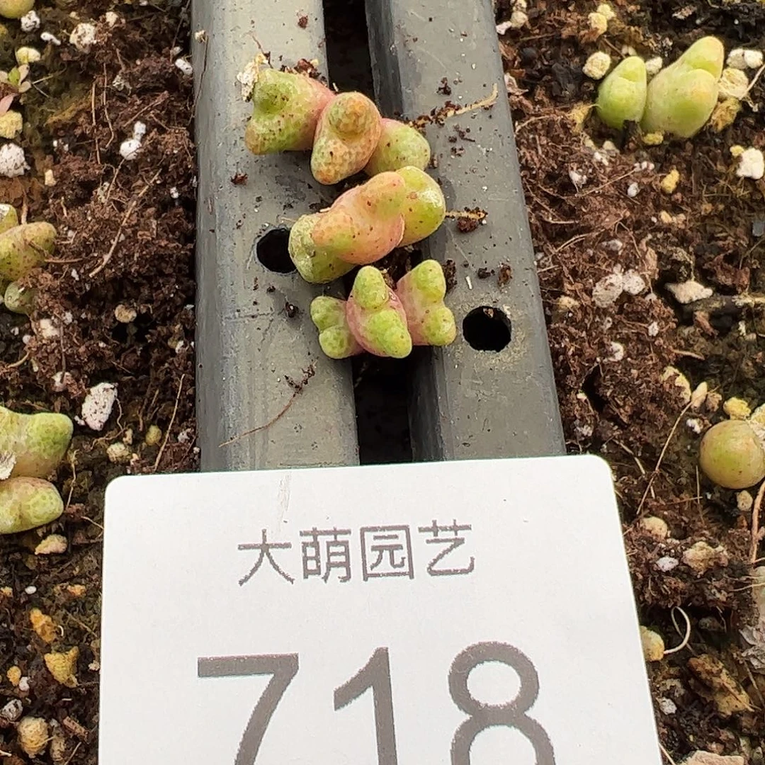以下一颗            718