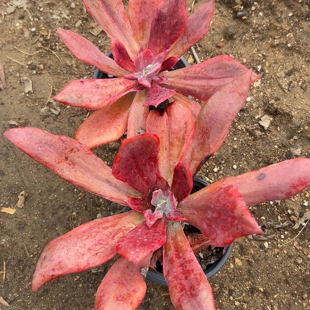 多肉植物两颗钻石锦