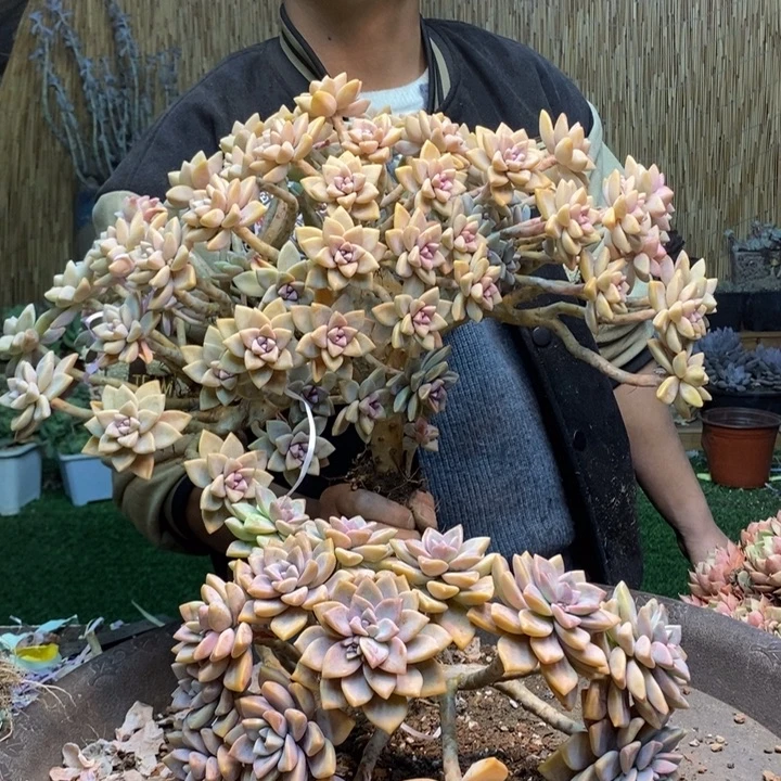 紫***菀452 号淡雪多肉植物