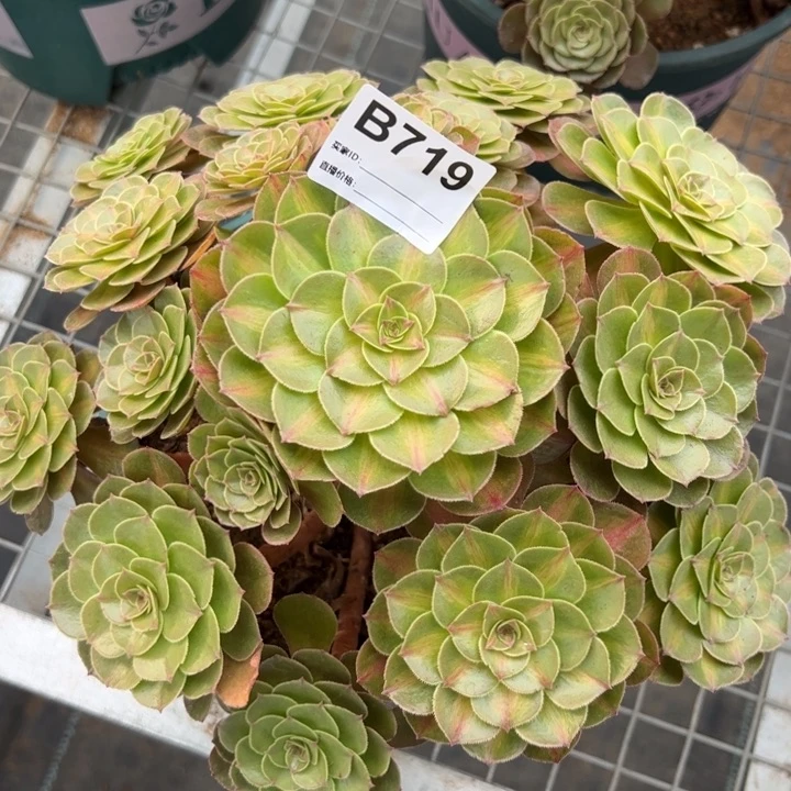 719抹茶23厘米左右