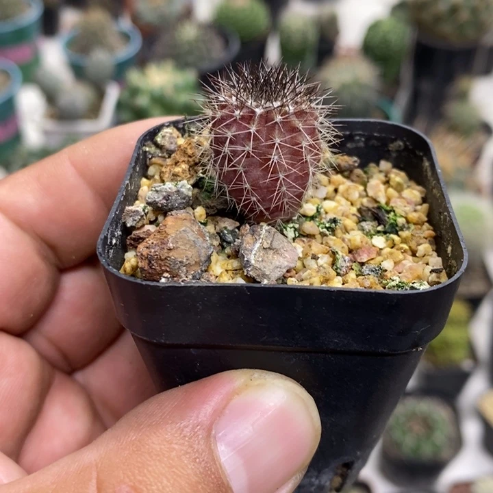 实生紫皮尤博球特价