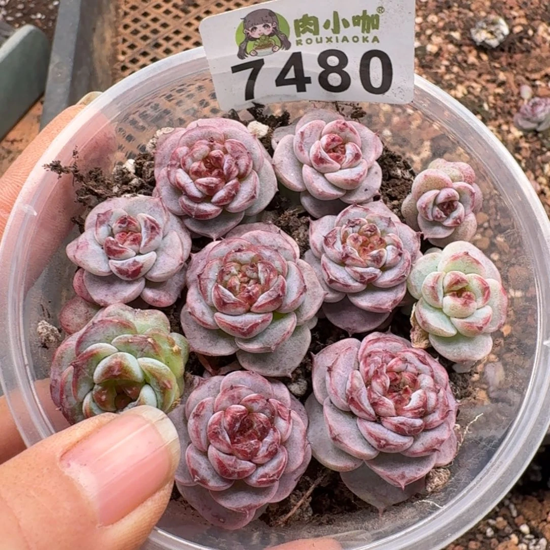 多肉植物多肉植物