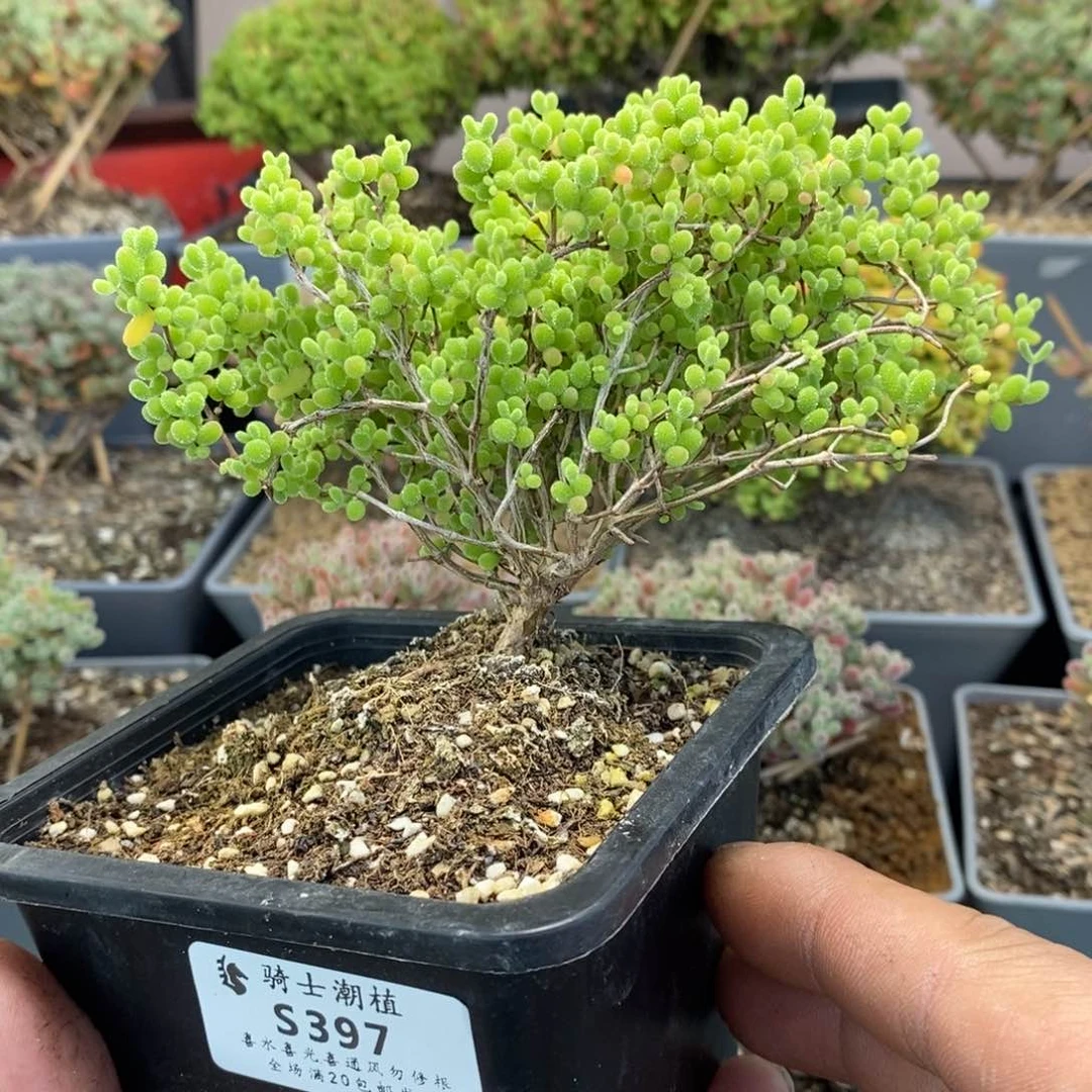 397蜜橘糖球造型桩