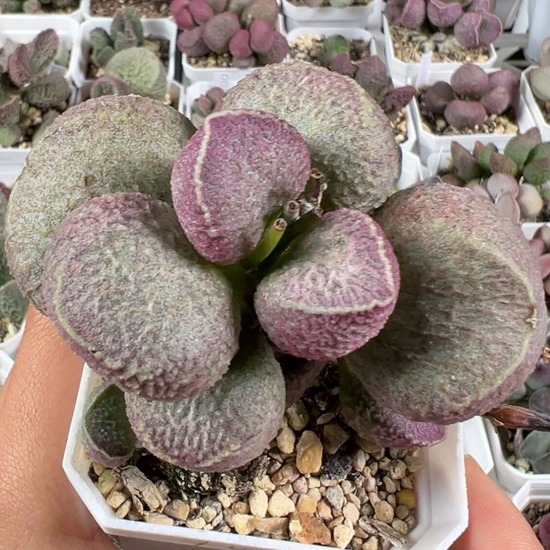 w丸叶哈莫猪肝多肉植物水泡
