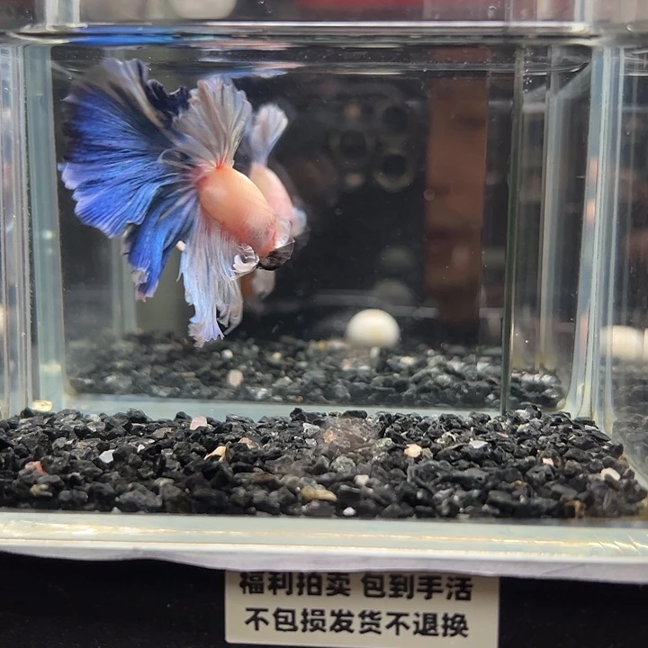 斗鱼跑单拉黑13日24