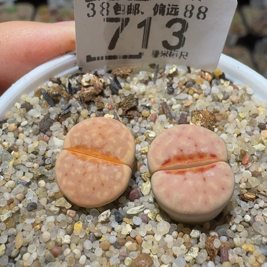 Ssss精品生石花713