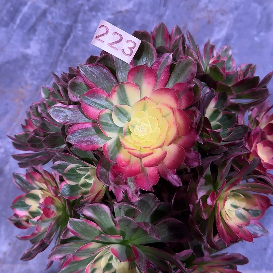 多肉植物法师海仙223