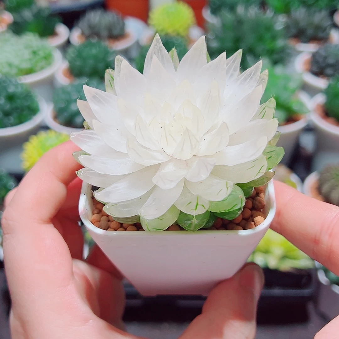 白莲花小白盆多肉多肉