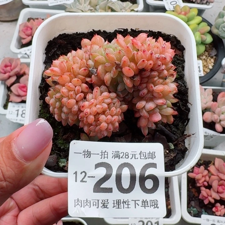 白胖子缀化无盆土发货无