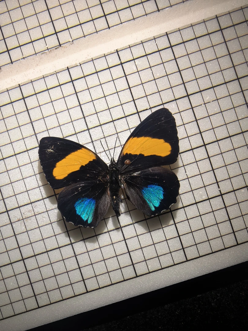 蝴蝶标本装饰画适合送女生的生日礼物家居装饰