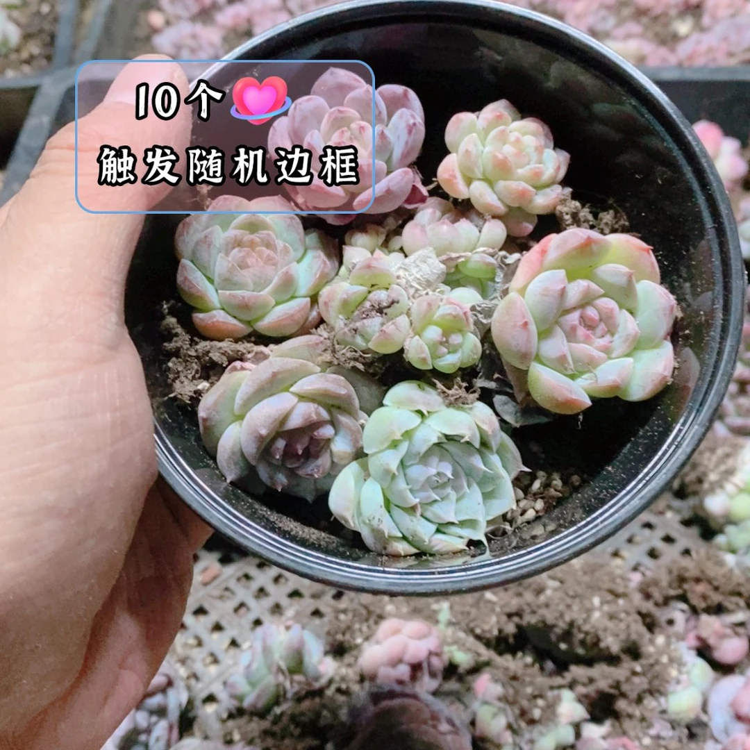 多肉植物精品切糕B651