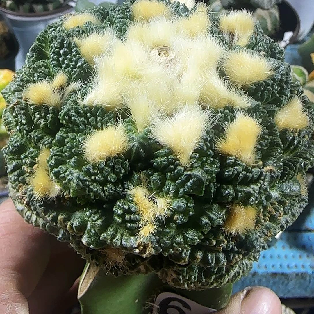 龟甲牡丹646仙人球开花