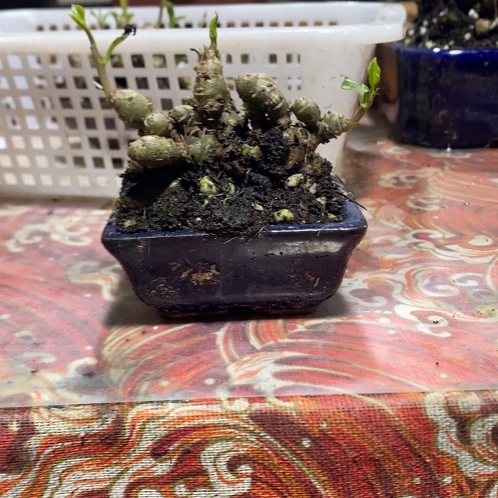 世***好无花朵退款拉黑拉黑61