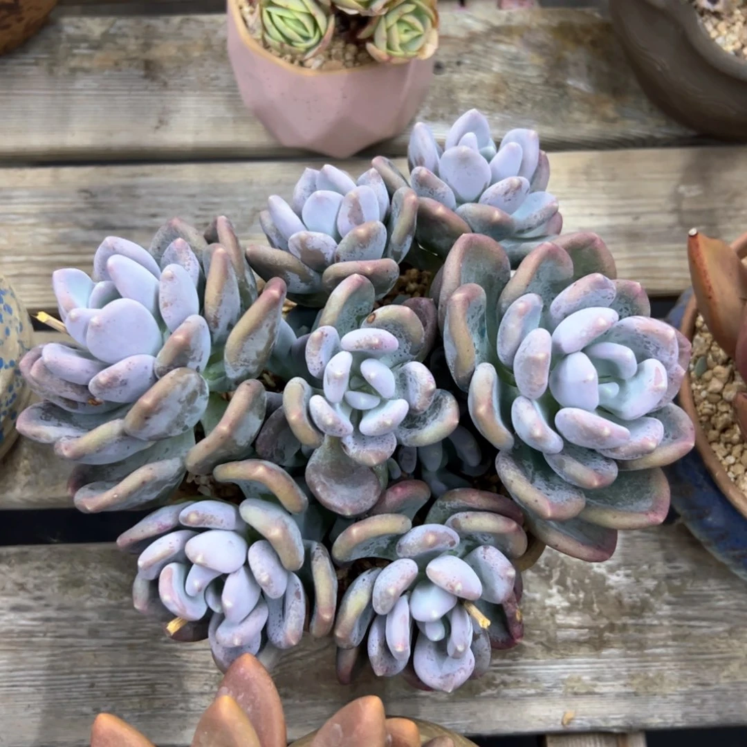 咖啡美人18 零零多肉植物