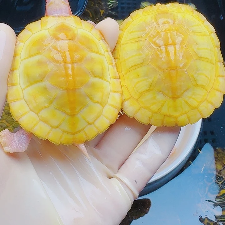 K***4绿毛龟母2222222222222