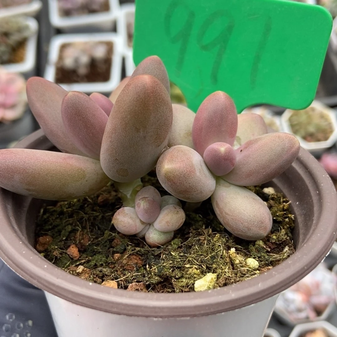 991糖果美人多肉植物